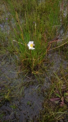 Allittia cardiocarpa