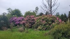 Rhododendron