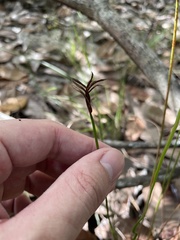 Actinostachys pennula