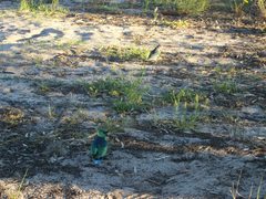 Barnardius zonarius barnardi