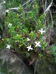 Arcytophyllum thymifolium