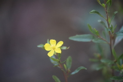 Hibbertia obtusifolia