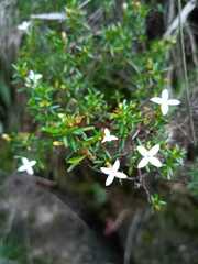 Arcytophyllum thymifolium