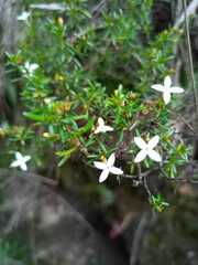 Arcytophyllum thymifolium