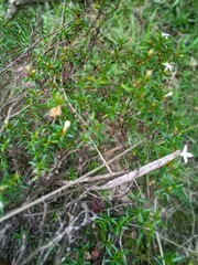 Arcytophyllum thymifolium