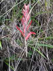 Pitcairnia