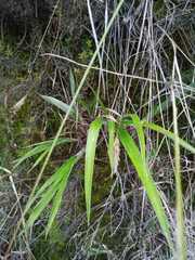 Pitcairnia