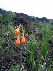 Stenomesson aurantiacum