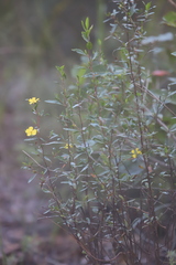 Hibbertia obtusifolia