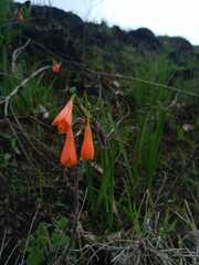 Stenomesson aurantiacum