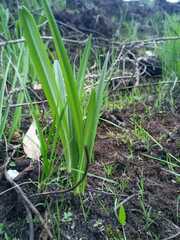 Stenomesson aurantiacum