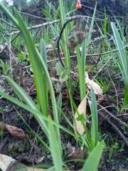 Stenomesson aurantiacum