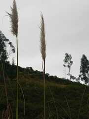 Cortaderia nitida