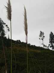 Cortaderia nitida