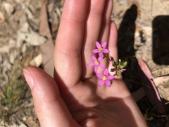 Centaurium tenuiflorum