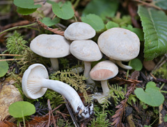 Clitopilus cystidiatus