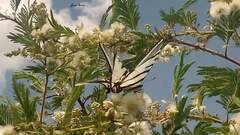 Protographium epidaus