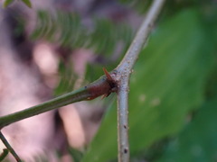 Vachellia cornigera