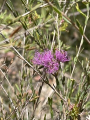 Melaleuca thymifolia