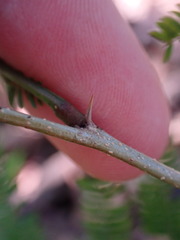 Vachellia cornigera