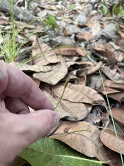 Actinostachys pennula