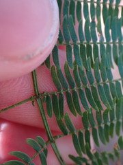 Vachellia cornigera