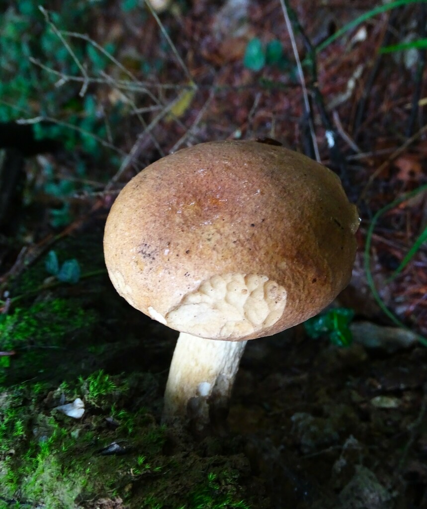 Bitter Bolete