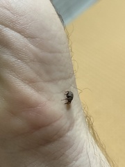 Conotrachelus posticatus