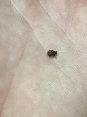 Conotrachelus posticatus