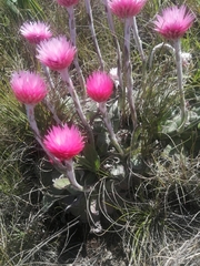 Helichrysum ecklonis