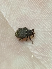 Conotrachelus posticatus