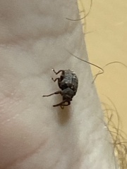 Conotrachelus posticatus