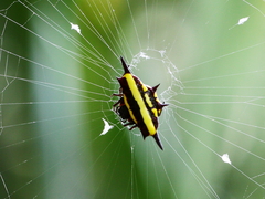 Gasteracantha fornicata