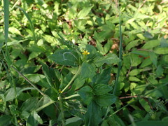 Synedrella nodiflora