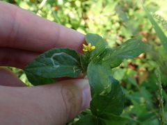 Synedrella nodiflora