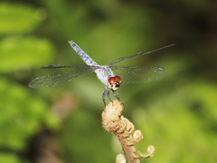 Brachydiplax denticauda