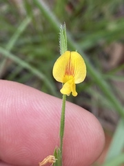 Zornia dyctiocarpa