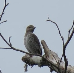 Cotinga amabilis