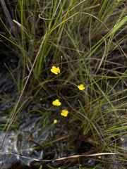 Utricularia subulata