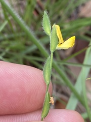 Zornia dyctiocarpa