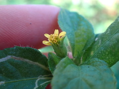 Synedrella nodiflora