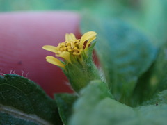 Synedrella nodiflora