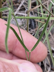 Zornia dyctiocarpa