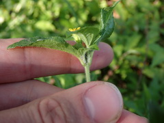 Synedrella nodiflora