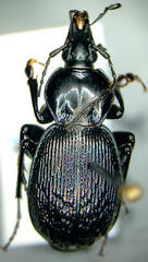 Sphaeroderus stenostomus lecontei