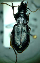 Pterostichus adstrictus