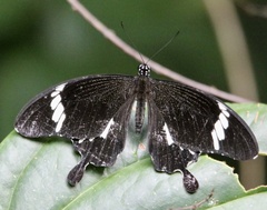 Papilio nephelus