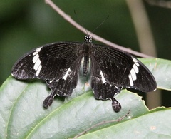 Papilio nephelus