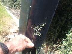 Festuca rubra