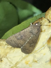 Condica sutor